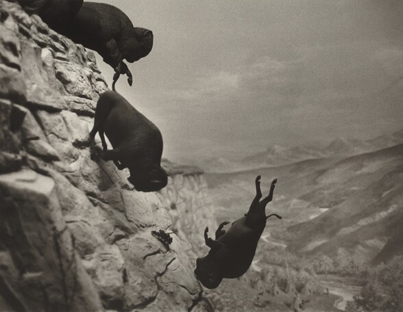 Three buffalo tumble off and down the side of a cliff into canyon in this nearly square black and white photograph. We see the buffalo straight on, as if we are suspended next to the cliff face. The animals are in focus as dark silhouettes against the paler, slightly blurred background. The steep cliff face runs up the left edge of the composition. Cut off by the upper left corner, one animal atop the cliff has lifted its front hooves as it pitches down, following a buffalo already falling head-first, its legs brushing the sheer face of the canyon. The third animal falls freely, also almost head-first and legs flailing, near the bottom center of the composition. The only other dark object in the photograph is a scrubby tree that grows from the cliff face beyond the animals. Flat-topped cliffs extend into the background, and a tree-lined river snakes through the floor of the canyon, deep in the distance. Low hills rise from the riverbank to our right, and the horizon is about halfway up the composition. A few wispy, hazy clouds float through the indistinct sky above.