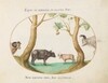 Plate 6: A Variety of Oxen with a Ram and a Water Buffalo(?) by a Plane Tree