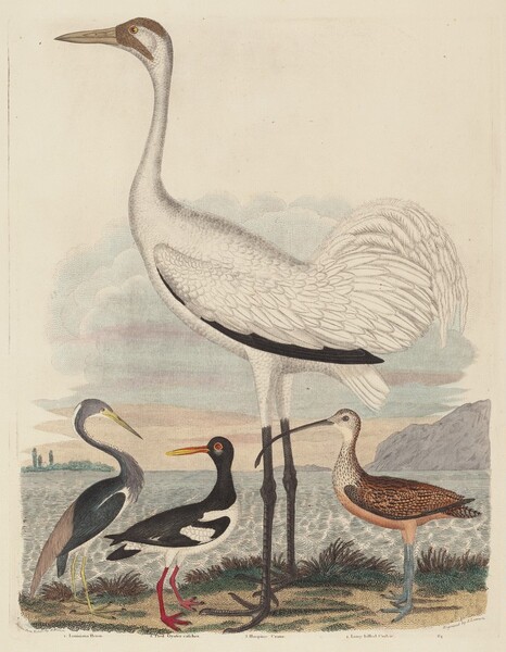 Louisiana Heron, Pied Oyster-catcher, Hooping Crane, and Long-billed Curlew