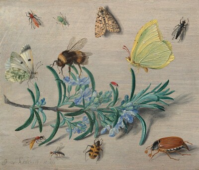 A sprig of flowering rosemary lying against an ivory-white background and the twelve insects that surround it fills this horizontal painting. Stretching nearly the length of the composition with the cut end to our left, the rosemary has blunted, needle-like, gently curling teal-green leaves and small periwinkle-blue flowers along the ash-brown stem. Several insects perch on the sprig while others are seen as if looking from overhead, resting on the white background. The three largest insects perch along the top of the sprig, with an ivory-white butterfly with moss-green and black markings to the left, a black and golden, fuzzy bumblebee near the center, and a lemon-yellow butterfly with red antennae to our right. A tiny red insect, perhaps a ladybug without spots, sits on a leaf between the bee and yellow butterfly, and a small wasp-like insect rests on a leaf in at the lower left. Another mosquito-like insect alights on the surface nearby, next to a beetle with a honey-orange body with black, almost tiger-like stripes. A large cockroach sitting near the lower right corner has six spindly legs, a mahogany-colored abdomen, a black thorax, and tiny, black head. Spaced somewhat evenly across the top of the panel are a brick-red, winged insect to the left, a mint-green, beetle-like bug near a moth patterned with bone white and black, and a black, fly-like insect to our right. Lit from the upper left, the rosemary and insects cast shadows on the surface. The artist signed and dated the work with gray in the lower left corner: “J v. kessel . . f. Ao 1653.”