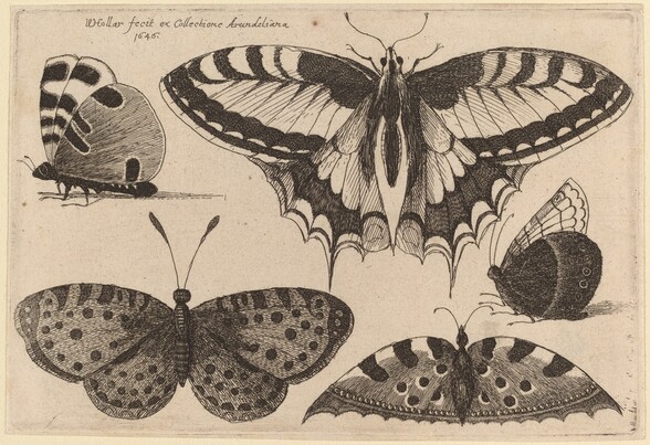Three Butterflies and Two Moths