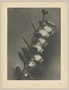 Lyonia calyculata