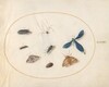 Plate 34: Two Moths with a Spider, a Caterpillar, a Damselfly, and Other Insects