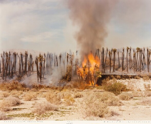 Desert Fire #1 (Burning Palms)