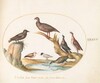 Plate 45: Gulls and Other Birds on a Shore