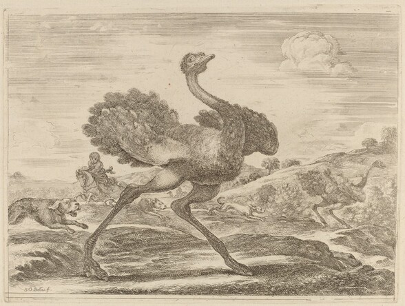 Ostrich Hunt