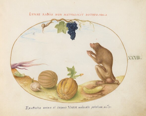 Plate 28: A Tartarine (Barbary Macaque?)  with Fruit and a Snail