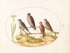 Plate 7: Four Birds of Prey on a Wooden Frame