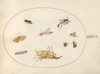 Plate 49: A Grasshopper, a Caterpillar, a Butterfly, a Moth, and Other Insects