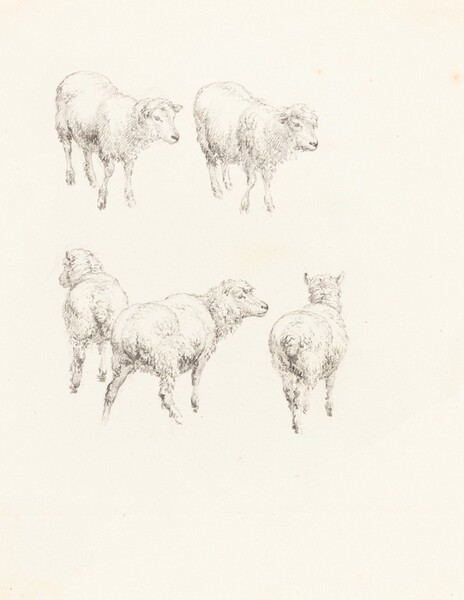 Five Sheep