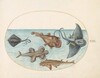 Plate 13: Two Stingrays, an Anglerfish, a Monkfish(?) and an  Angel Shark