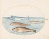 Plate 12: A Swordfish and Three Other Fish