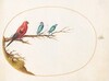 Plate 53: Three Brightly Colored Birds, including a Brazilian Tanager(?)