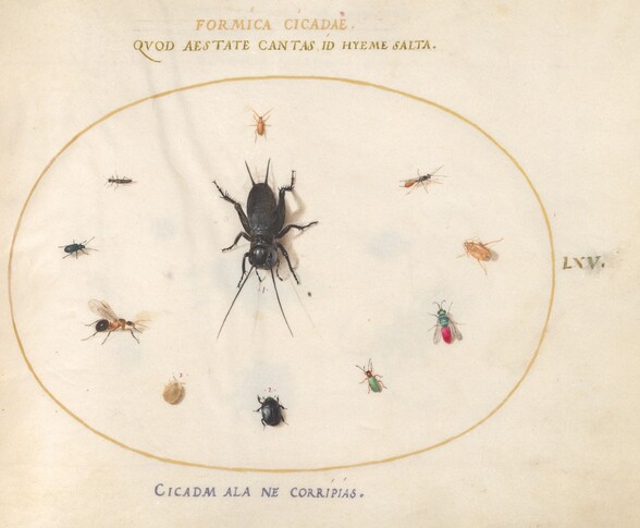 Plate 65: A Cricket Surrounded by Insects