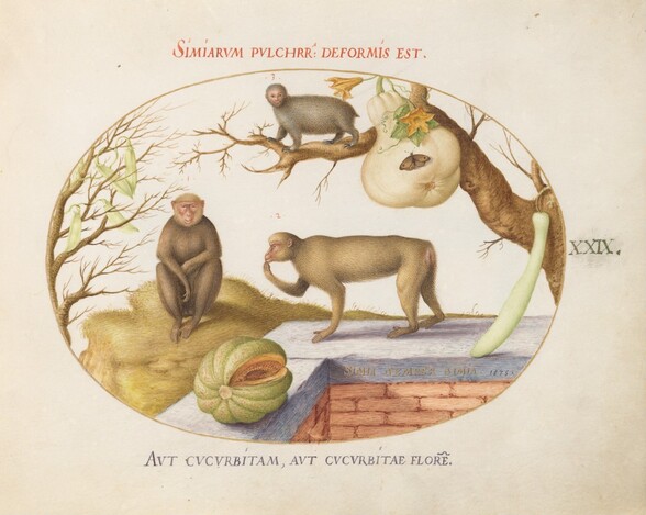 Plate 29: Two Monkeys, an Arctopithecus(Sloth?) and Fruit