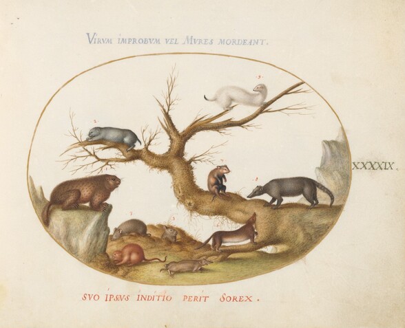 Plate 49: Marmot, Hamsters, Rat, Field Mouse, Shrew, and a Coatimundi