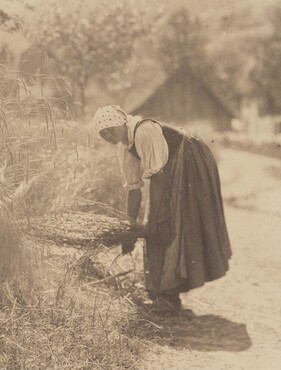 image: Harvesting