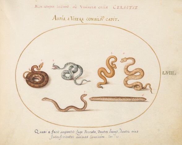 Plate 58: Asps and Vipers