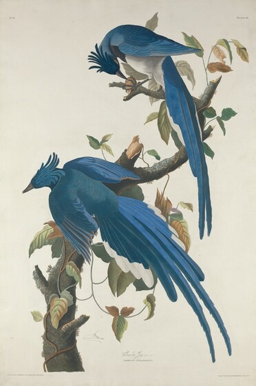 Selections from John James Audubon's The Birds of America (1826-1838)
