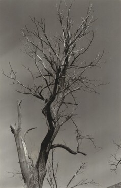 image: The Dying Chestnut Tree or Life and Death