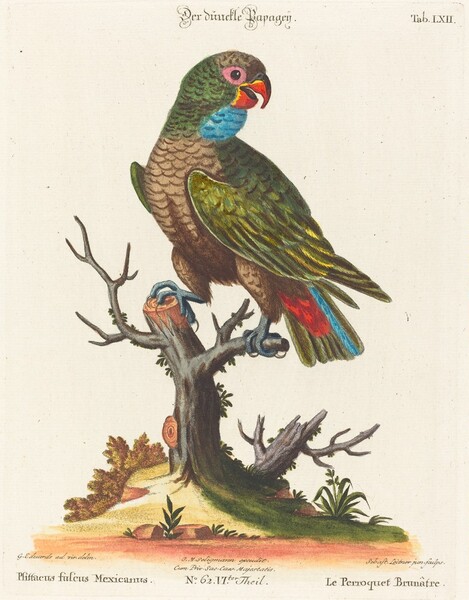 Parrot (Le Perroquet Brunatre. Pfittacus Fulcus Mexicanus)