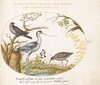 Plate 50: An Avocet with Two Other Birds