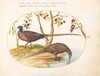 Plate 9: Two Pheasants with Fruiting Plants