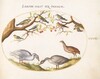 Plate 41: Two Gray Geese with Songbirds in a Cherry Tree