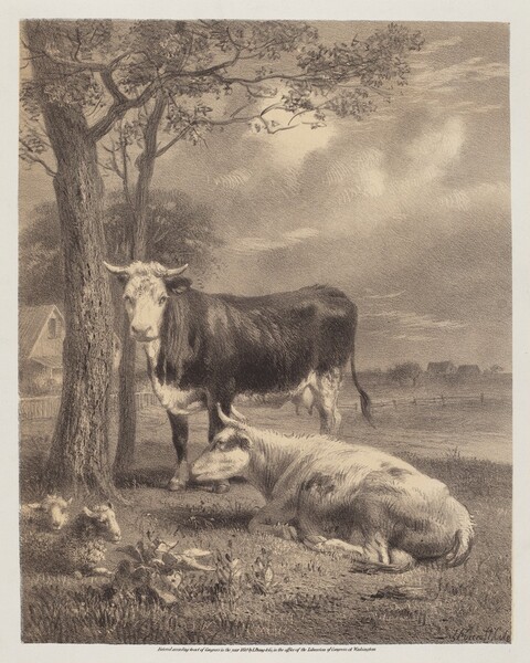 Cattle Ruminating