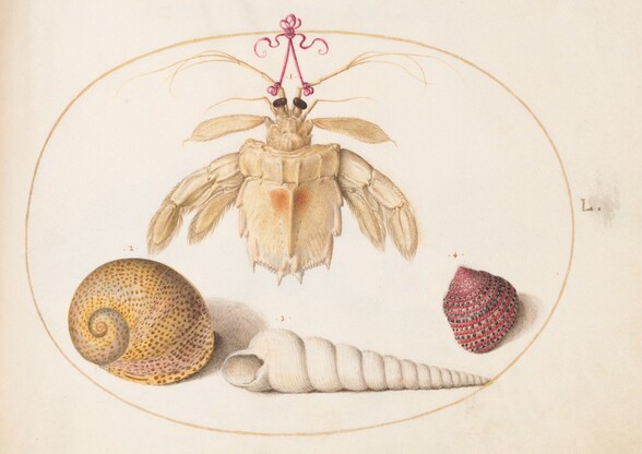 Plate 50: A Dead Hermit(?) Crab with Tower Snail Shells