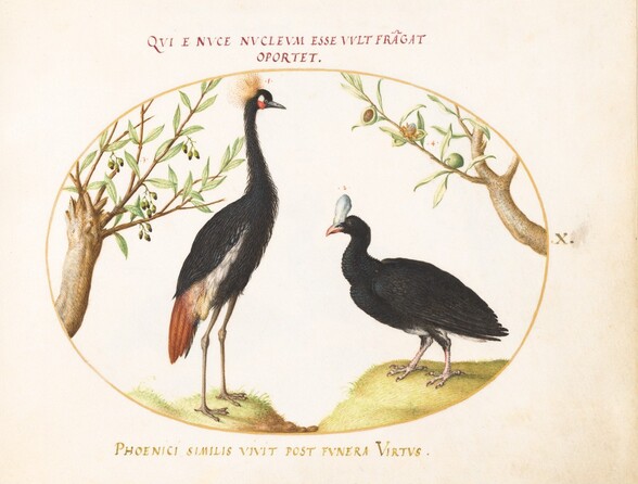 Plate 10: Gray Crowned Crane and Helmeted Currasow