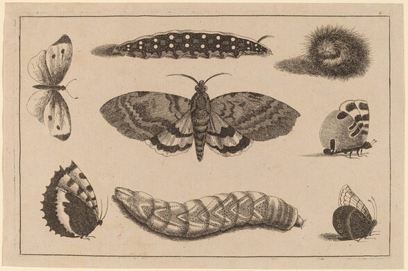 Three Caterpillars, a Moth, and Four Butterflies
