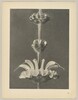 Salvia argentea