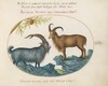 Plate 24: A Wild Goat and a Barbary Sheep(?)