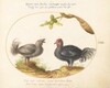 Plate 13: Two Curly Gray Chickens (Silkie Chickens?)