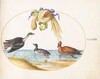 Plate 38: Merganser with Two Other Waterfowl and a Garland of Melons and Gourds