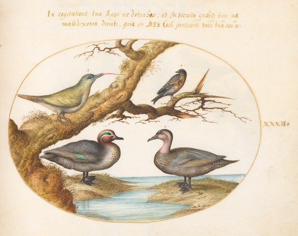 Plate 32: A Green-Winged Teal, a Juvenile Green Woodpecker, and Two Other Birds
