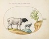 Plate 22: Blackhead Persian Sheep and a Sheep with a Long Tail, with a Cactus