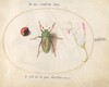 Plate 42: Jewel Beetle with a Plant Gall(?) and a Flower