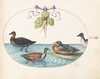 Plate 36: Red-Breasted Merganser, Shoveler, and Two Other Water Birds with Artichokes
