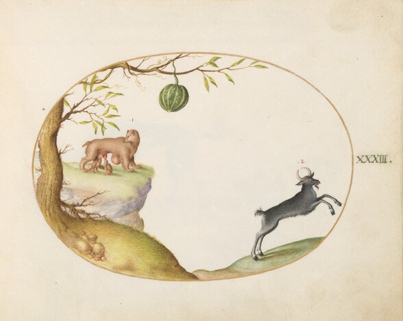 Plate 33: A Simivulpa (Opossum?) and an Ibex