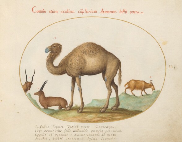 Plate 3: Camel, Ibex, and Goat