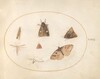 Plate 30: Seven Moths
