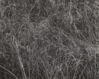 image: Grass