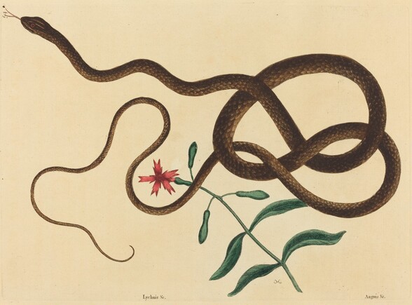 The Coach-Whip Snake (Coluber flagellum)