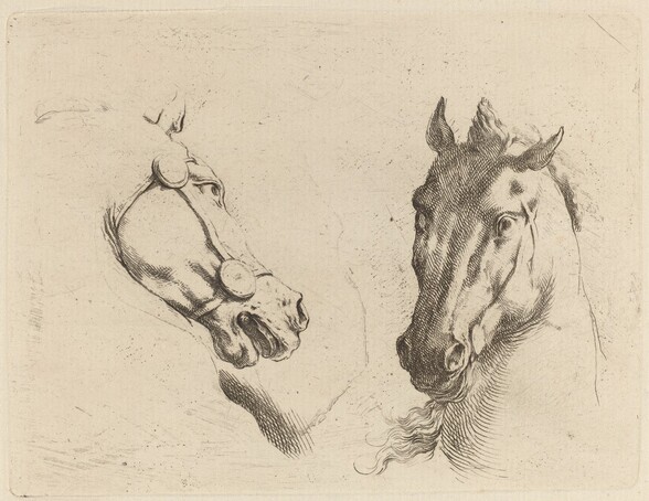 Head of a Horse Seen in Profile and in Three-Quarters