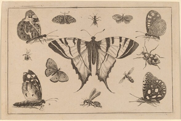 Swallow-tailed Butterfly and Twelve Other Insects