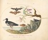 Plate 46: Bats, Quail, and Oystercatcher(?) by the Water