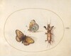 Plate 12: Two Views of a Butterfly (Silver-Bordered Fritillary?) and a Mole Cricket