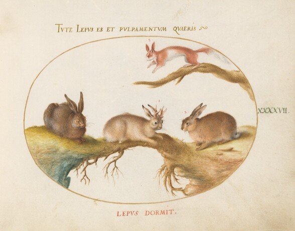 Plate 47: A Hare, Jackalope, a Rabbit, and a Spotted Squirrel